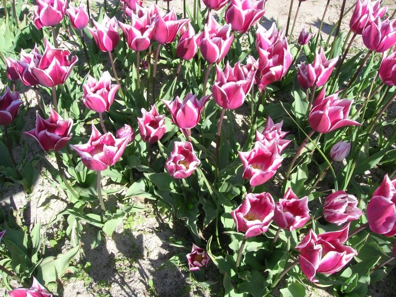 Tulipe de la pointe de la torche Dscn1539