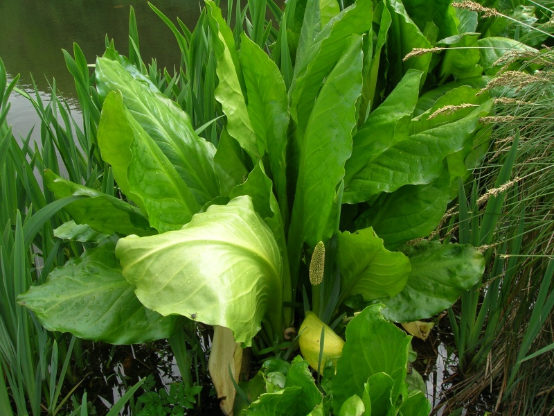 Plante vue au jardin botanique de Brest - Lysichiton americanus Dscn1550