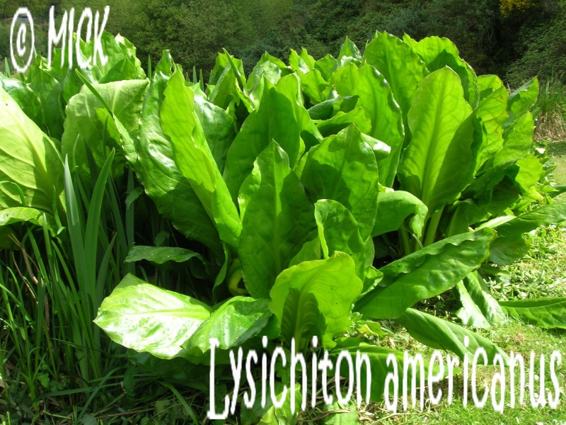 Nouvelle fiche Lysichiton americanus Dscn1575