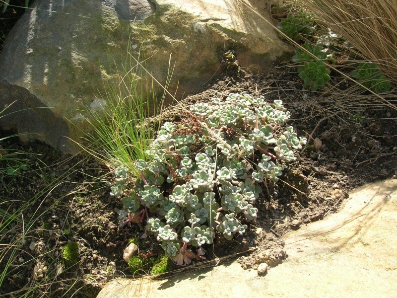 Sedum Spathulifolium Dscn1743