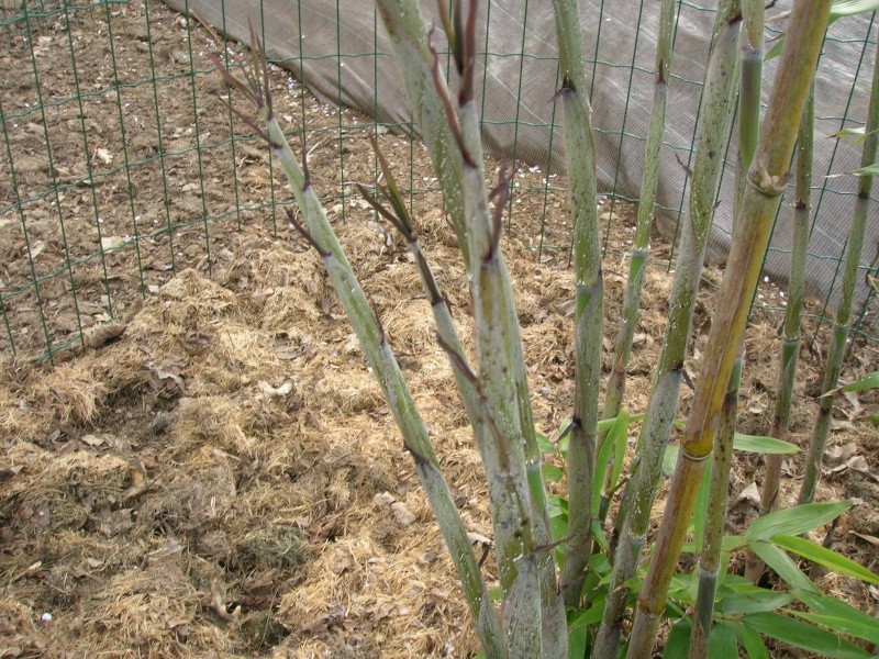 Phyllostachys pubescens Dscn1928