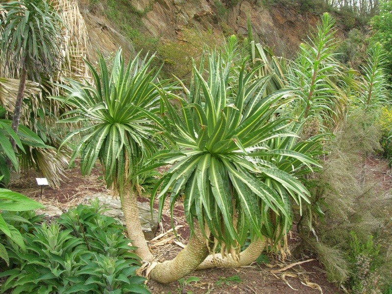 Plante à identifier (Lobelia rhynchopetalum ) Dscn1941