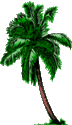 Plante à identifier (Lobelia rhynchopetalum ) Palmi178