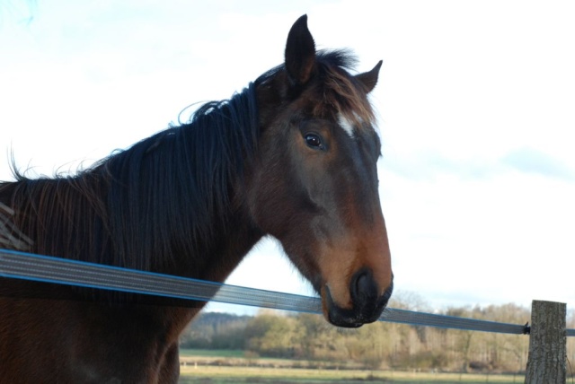 Rigoletto , hongre TF de 4 ans adopté par Carole le 19.01.09 Rigole10