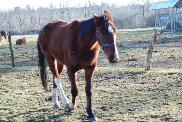 Saphir, hongre TF de 3 ans - Adopté par Aude Saphir10