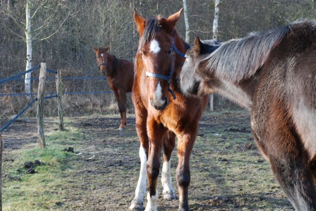 Saphir, hongre TF de 3 ans - Adopté par Aude Saphir12