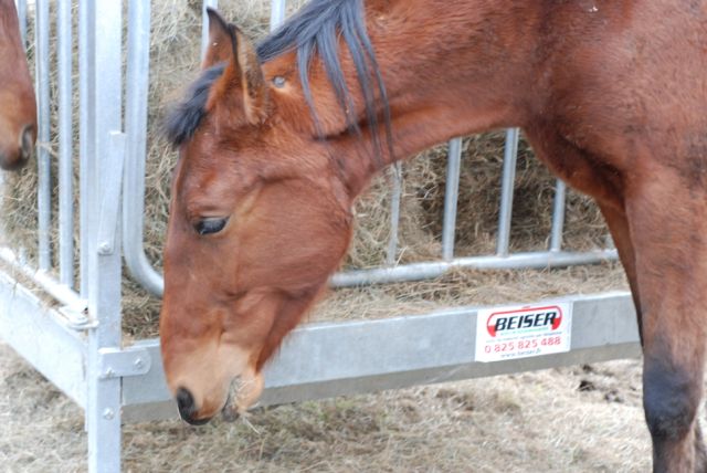 Sebastiano ,TF hongre de 3 ans adopté par Maya le 21.02 - Page 3 Seb210