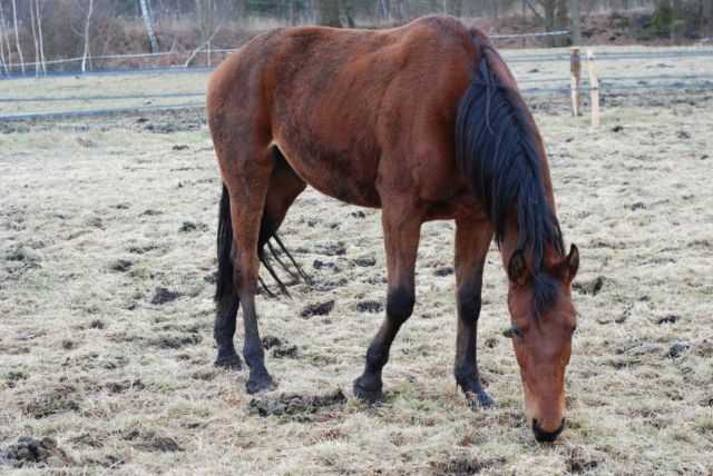 Sebastiano ,TF hongre de 3 ans adopté par Maya le 21.02 - Page 3 Seb610