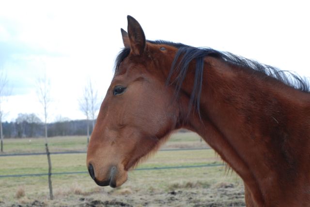 Sebastiano ,TF hongre de 3 ans adopté par Maya le 21.02 - Page 3 Seb910