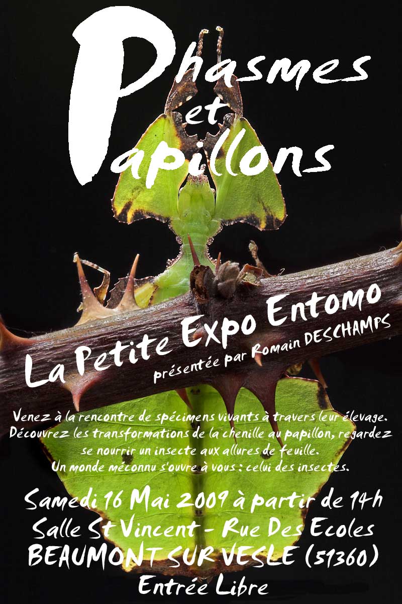 Exposition "Phasmes et Papillons" Affich10