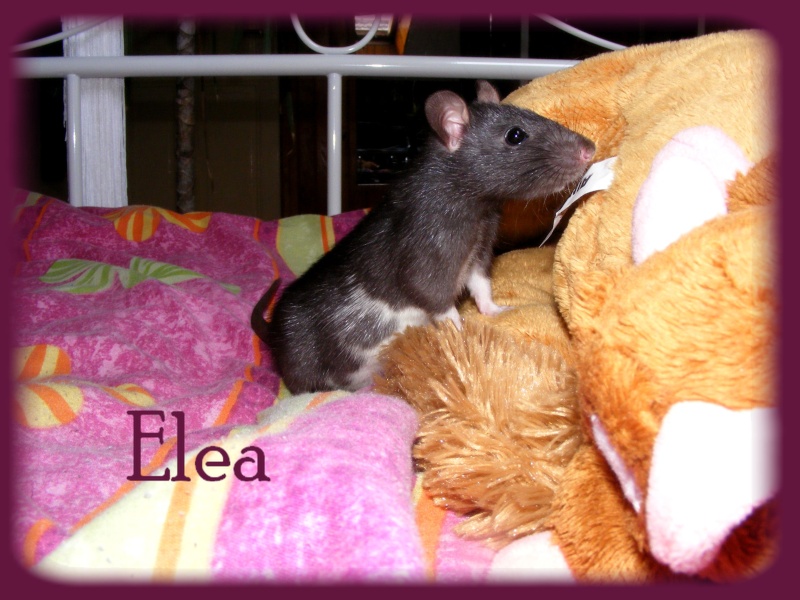 Elea, Savanah, et les deux petites nouvelles Mia et Lyra Elea_110
