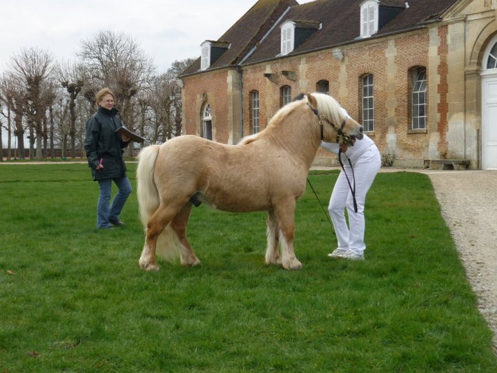 Classification des étalons, le 12 mars, Haras du Pin (61). 410