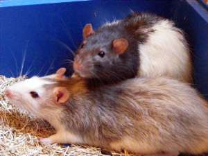 Itchi et Scratchi, deux rats de maximum 8 mois Image_27