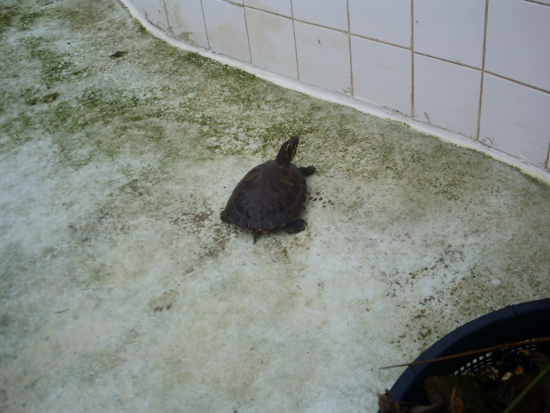 photos des tortues et bassins de lulu Pict0055