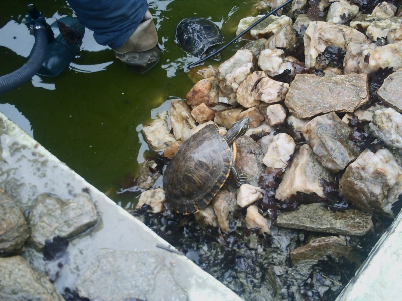 photos des tortues et bassins de lulu Pict0056