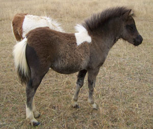 Black pinto yearling filly AMPS & APSB (Eligible Pinto) 210