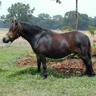 Glenrowan bred mare - Brown - Triple registered [SOLD] Glenro10