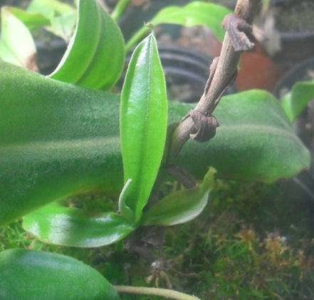 L'ampullaria Nepenthes au frais... 24_11_12