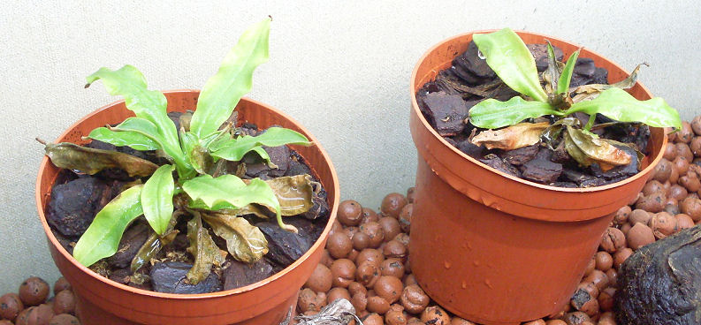 Ma Nepenthes Ventricosa 313