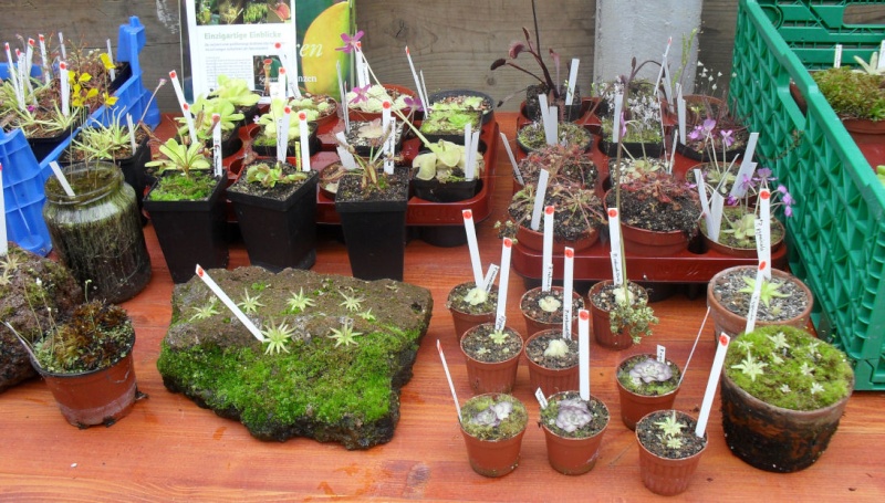 Bourse aux plantes Carnivores - Page 2 Coin_p10