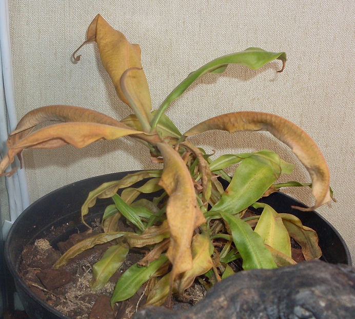Mes nepenthes hookeriana Hook-g10