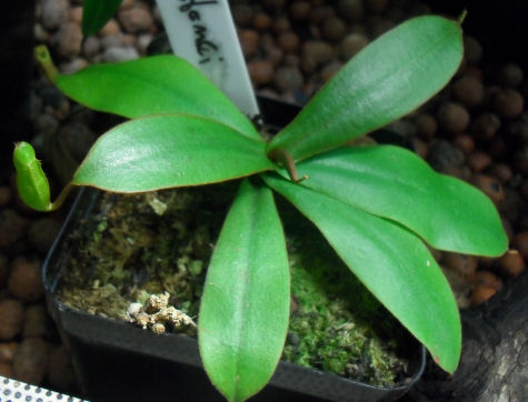 Ma Nepenthes Benstonei Plant10