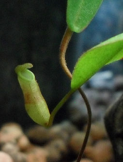 Ma Nepenthes Benstonei Urne10