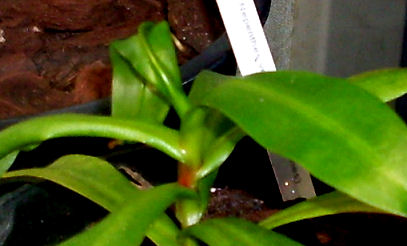 Ma Nepenthes Ventricosa Ventri13