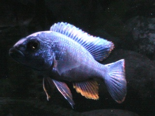 profile - Species Profile Sciaenochromis fryeri (Electric Blue, Electric Blue Hap) Img_0318