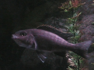 profile - Species Profile Sciaenochromis fryeri (Electric Blue, Electric Blue Hap) Img_0320