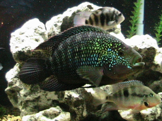 My Male and Female Jack Dempsey Img_0410