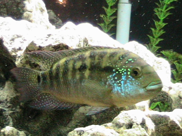 My Male and Female Jack Dempsey Img_0411