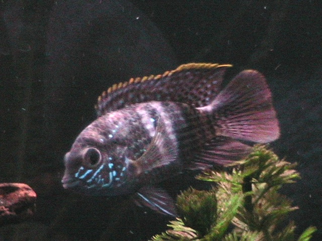 BLUE - South American Cichlid Picture Gallery Img_0415