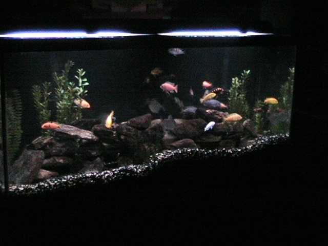 Full Tanks Shot 120g Img_0810