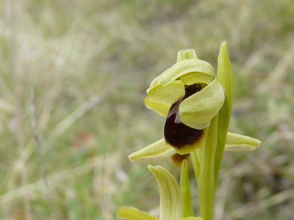 Ophrys litigiosa ( araneola ) Andely20