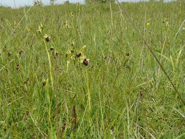 Ophrys aranifera ( = sphegodes , Ophrys araignée ) Bervil11