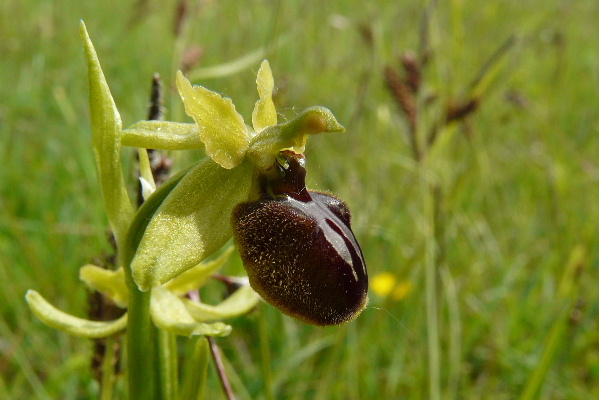 Ophrys aranifera ( = sphegodes , Ophrys araignée ) Bervil12