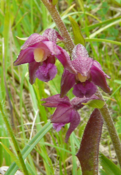 Epipactis atrorubens ( Epipactis pourpre noirâtre ) Pays_d48