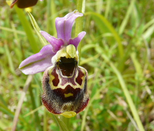 Ophrys fuciflora ( Ophrys frelon  ) Pays_d62
