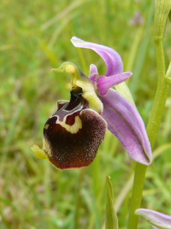 Ophrys fuciflora ( Ophrys frelon  ) Pays_d63