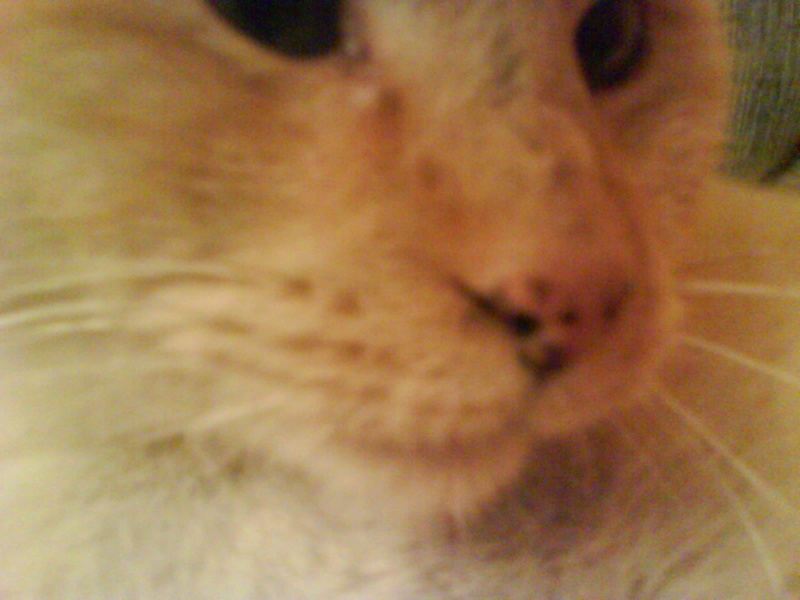 TACHES NOIRES SUR LA LANGUE DE VOTRE CHAT
