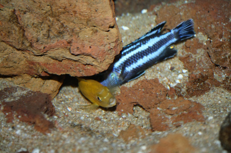 Melanochromis johannii Img_3910