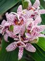 tricyrtis et calochortus Images10