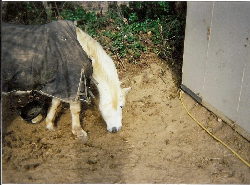 Ponette grise, réservée par caliméro !!! - Page 3 3pr10