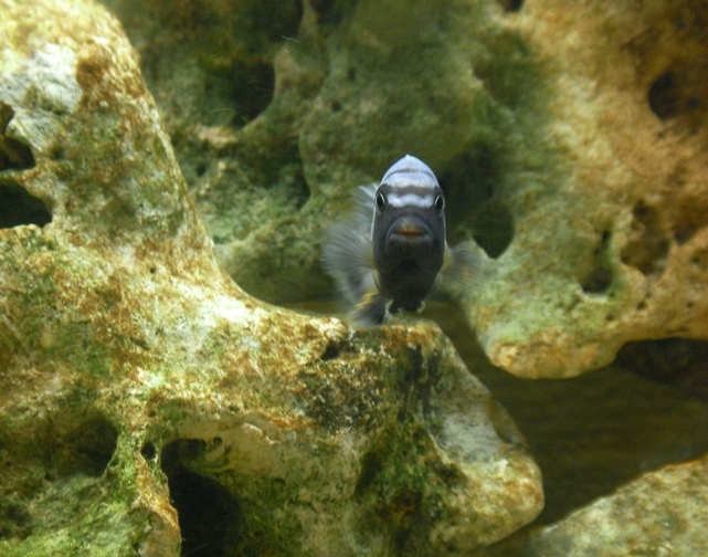 Que mettre avec des Pseudotropheus polit cichlidés? Sany0323