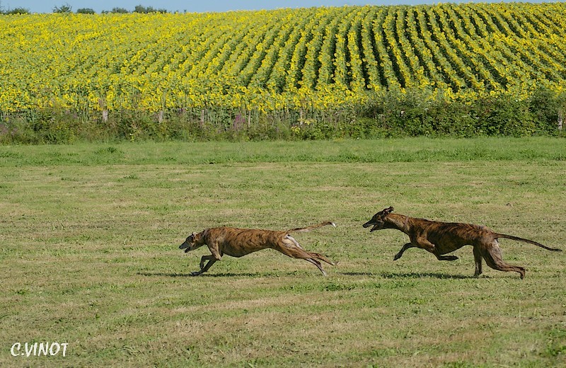 Mes Greyhounds et ma Galga rescue. Athene17