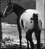 photo de chevaux fondations - Page 4 Sbtoby14
