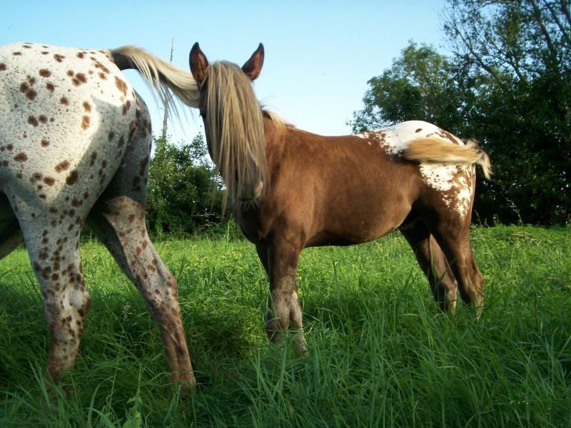 CONCOURS PHOTOS : Chevaux au naturel... Urga_e22