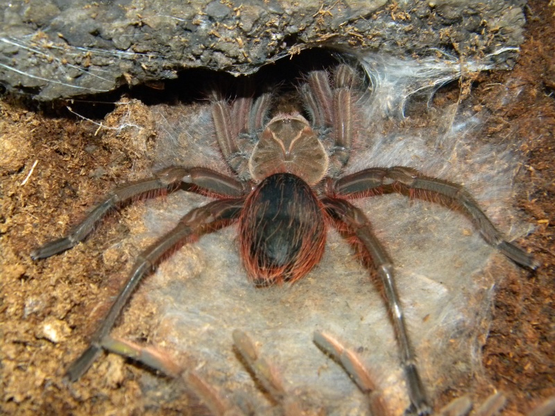 pseudotheraphosa apophysis 02410