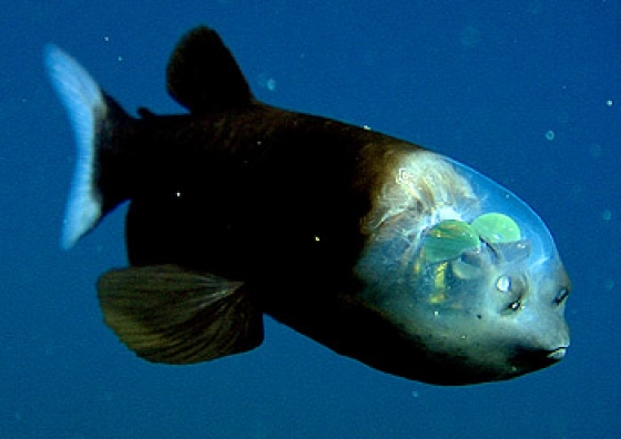 le poisson au crâne transparent Macrop10